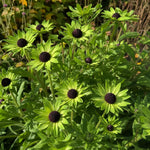 Rudbeckia occidentalis - ‘Green Wizard’ (Black-Eyed Susan) – perennial garden photograph 2