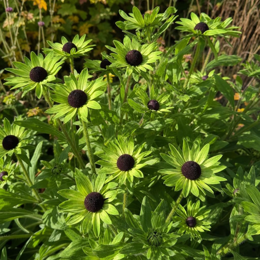 Rudbeckia occidentalis - ‘Green Wizard’ (Black-Eyed Susan) – perennial garden photograph 2