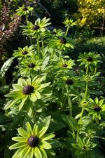 Rudbeckia occidentalis - ‘Green Wizard’ (Black-Eyed Susan) – perennial garden photograph 3