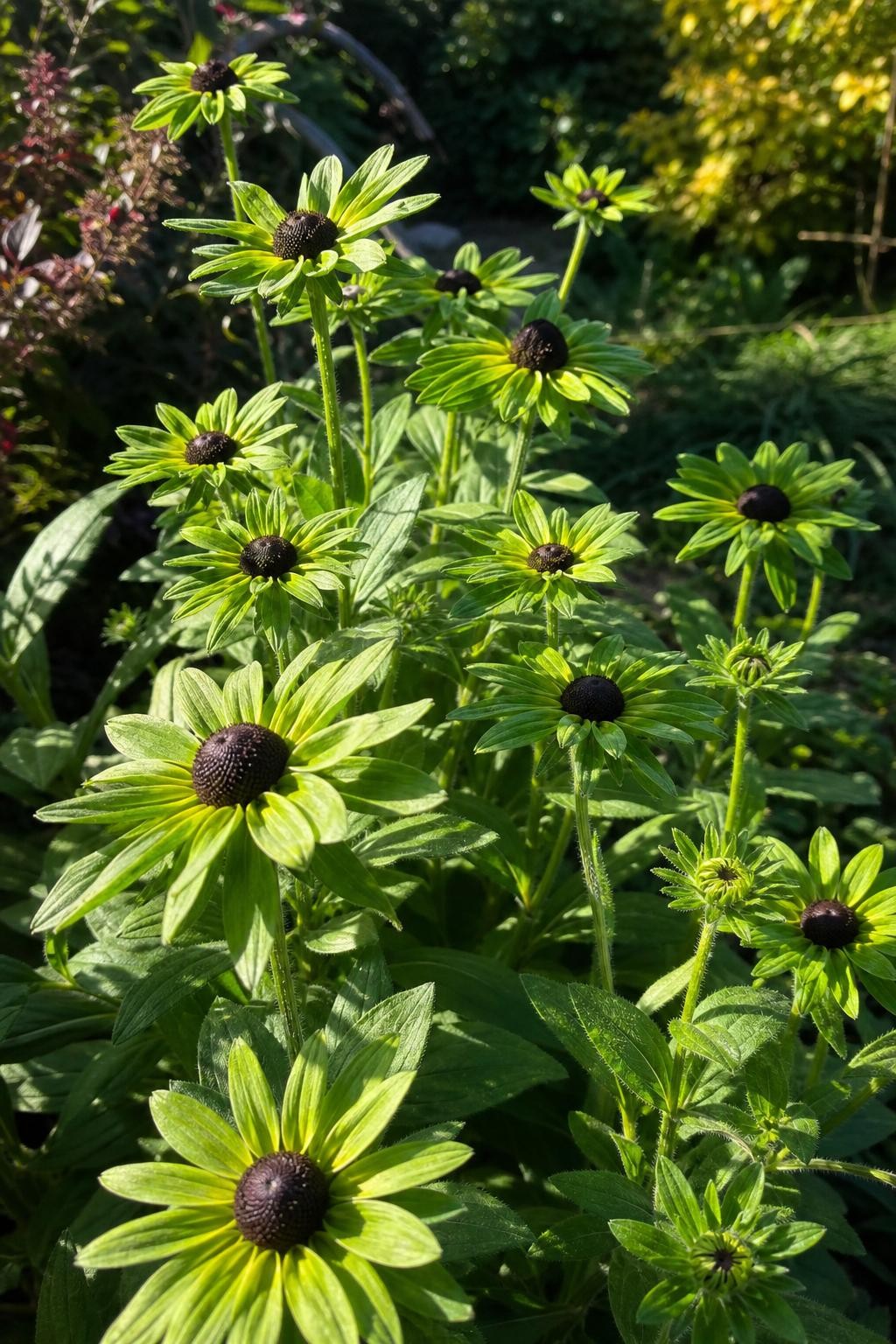 Rudbeckia occidentalis - ‘Green Wizard’ (Black-Eyed Susan) – perennial garden photograph 3
