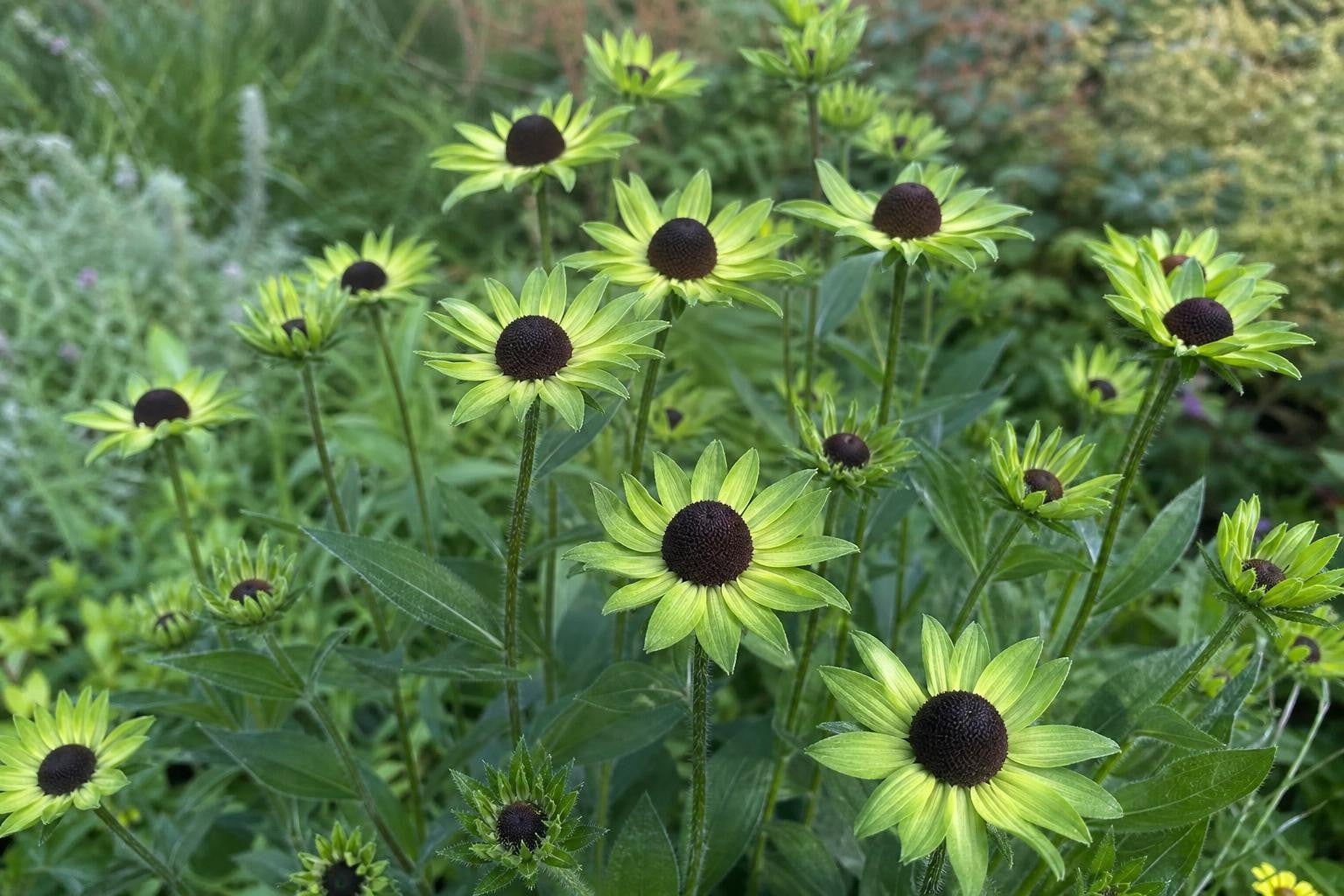 Rudbeckia occidentalis - ‘Green Wizard’ (Black-Eyed Susan) – perennial garden photograph 4