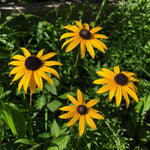 Rudbeckia triloba (Black-Eyed Susan) – perennial garden photograph 1