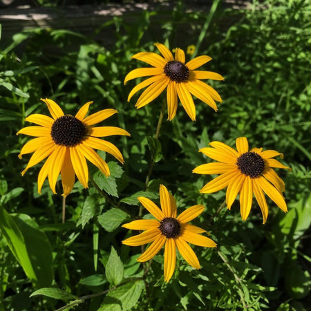 Rudbeckia triloba (Black-Eyed Susan) – perennial garden photograph 1