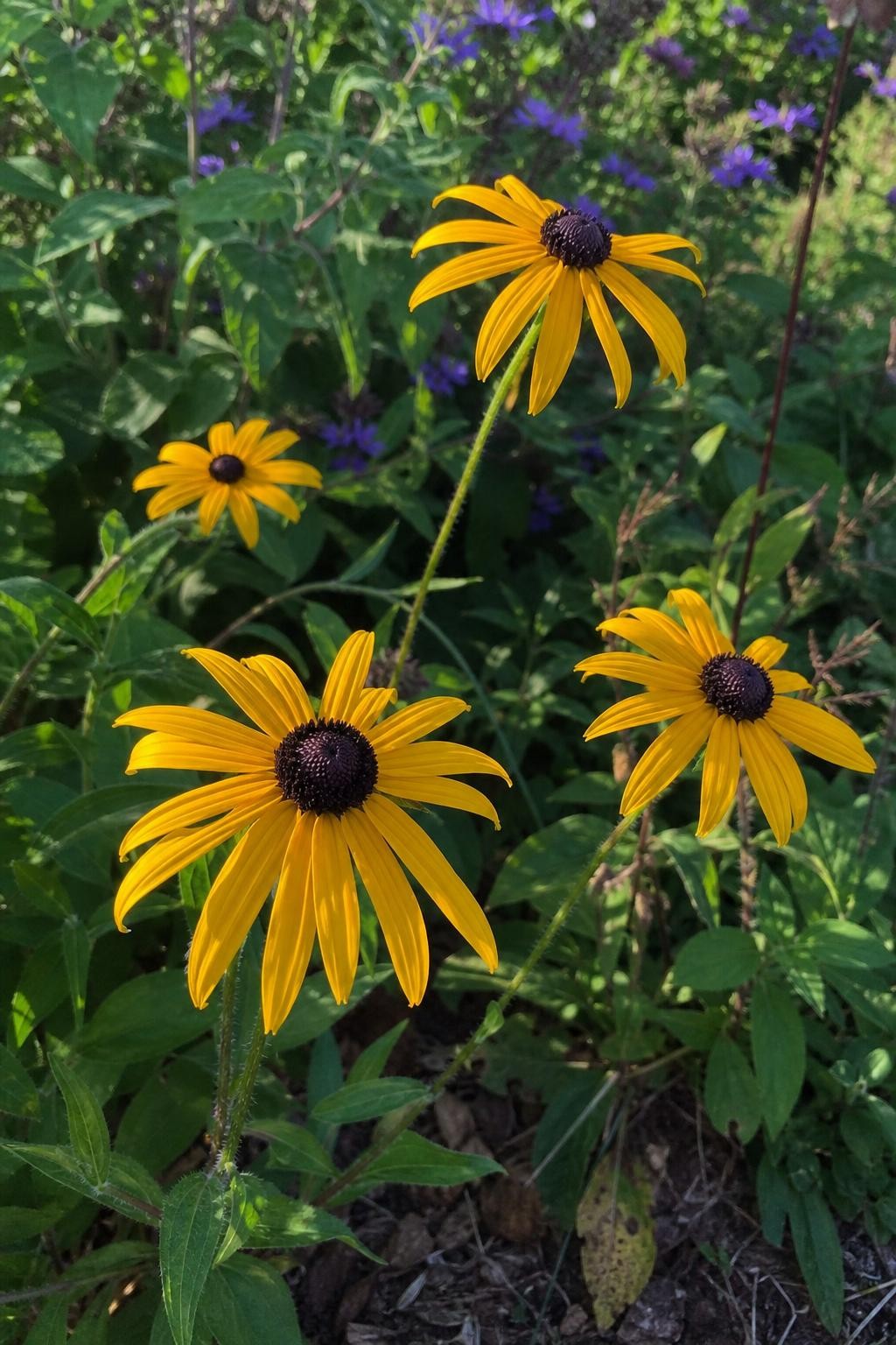 Rudbeckia triloba (Black-Eyed Susan) – perennial garden photograph 3
