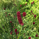 Sanguisorba obtusa (Burnet) – perennial garden photograph 2