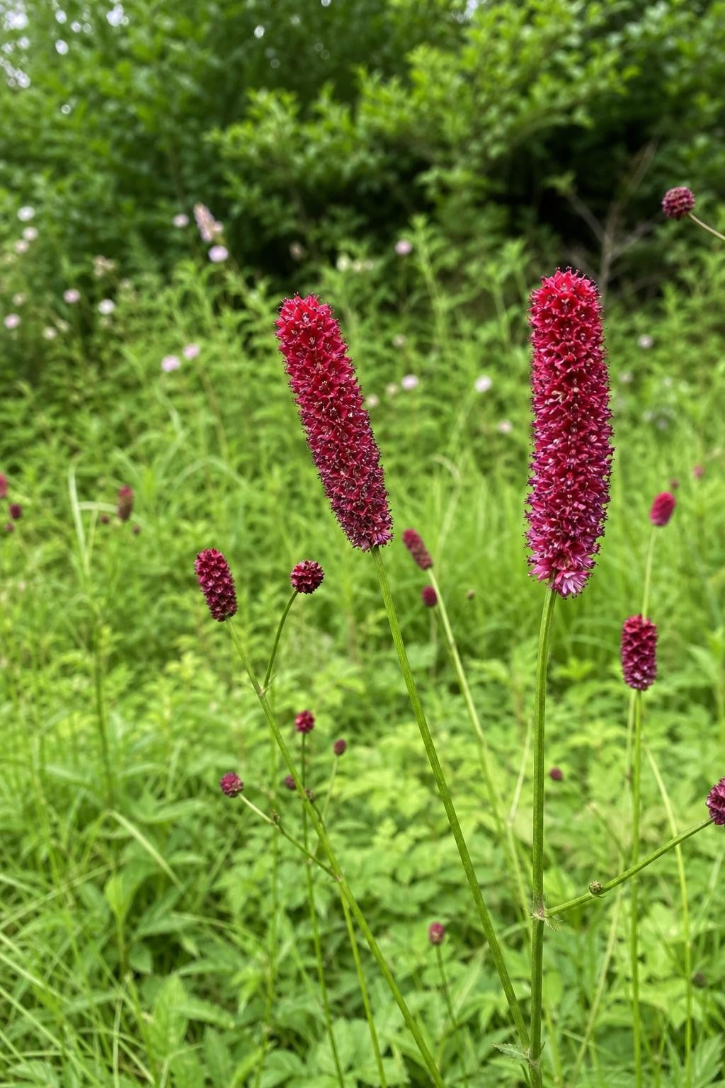 Sanguisorba obtusa (Burnet) – perennial garden photograph 3