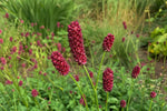 Sanguisorba obtusa (Burnet) – perennial garden photograph 4