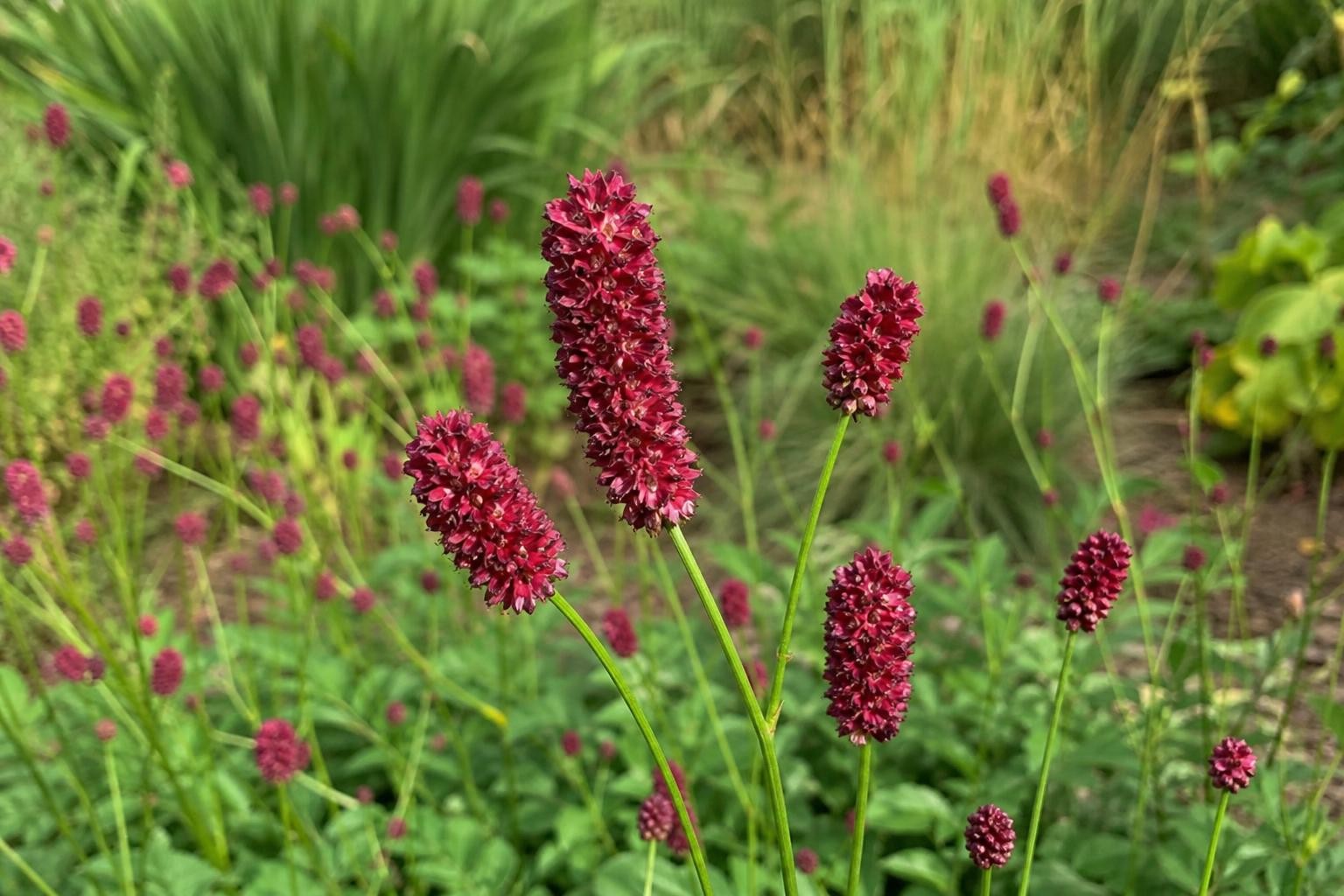 Sanguisorba obtusa (Burnet) – perennial garden photograph 4