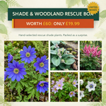 Shade & Woodland Rescue Box - £60 of Plants for £19.99 - Harding & Bloom