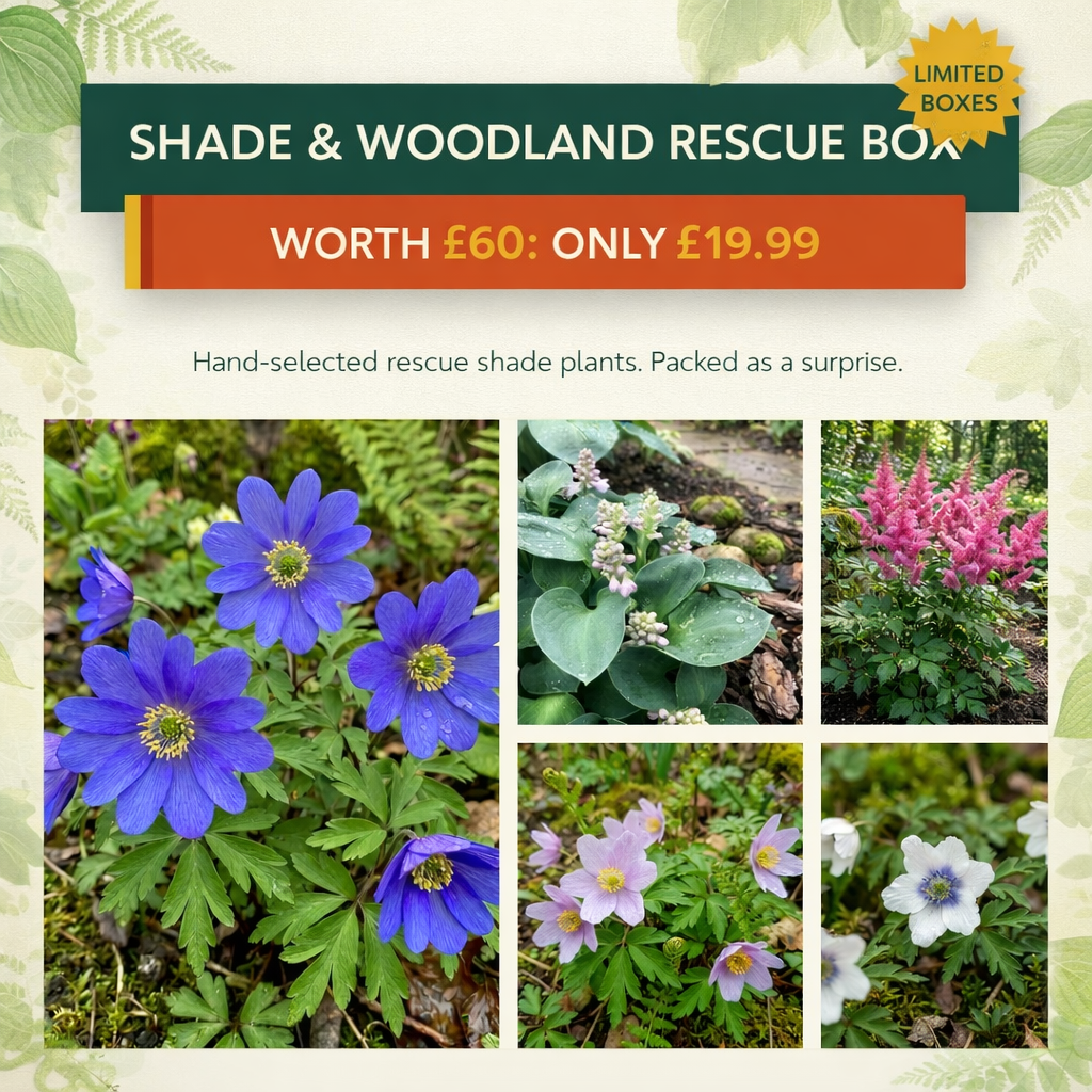 Shade & Woodland Rescue Box - £60 of Plants for £19.99 - Harding & Bloom