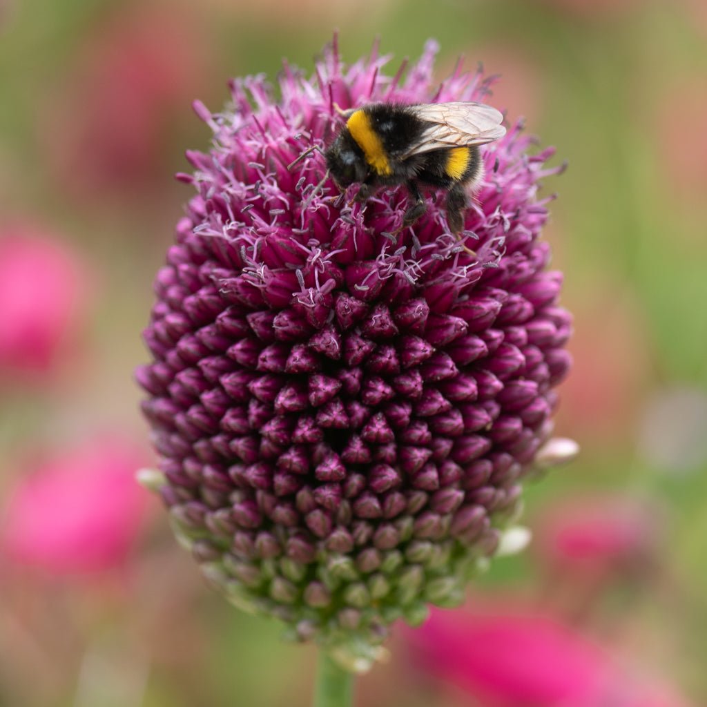 Allium 'Sphaerocephalon' Drumstick - Harding & Bloom