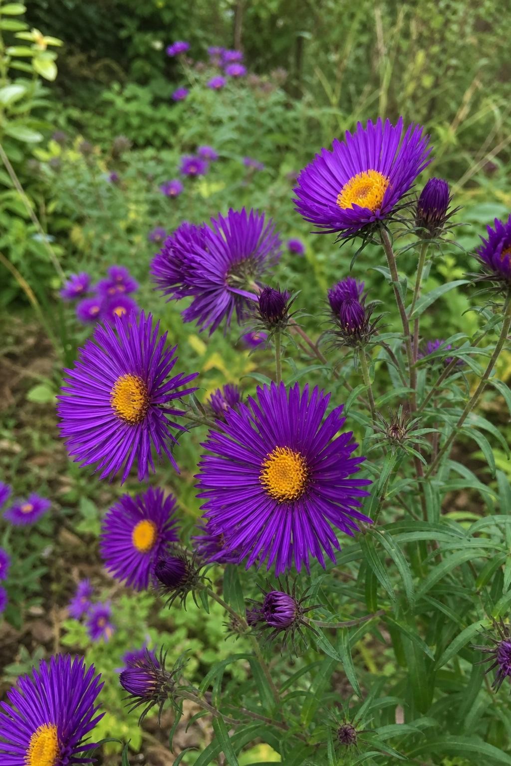 Symphyotrichum novae-angliae - ‘Purple Dome’ (New England Aster) – perennial garden photograph 3