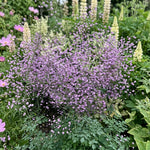 Thalictrum delavayi (Meadow Rue) – perennial garden photograph 2