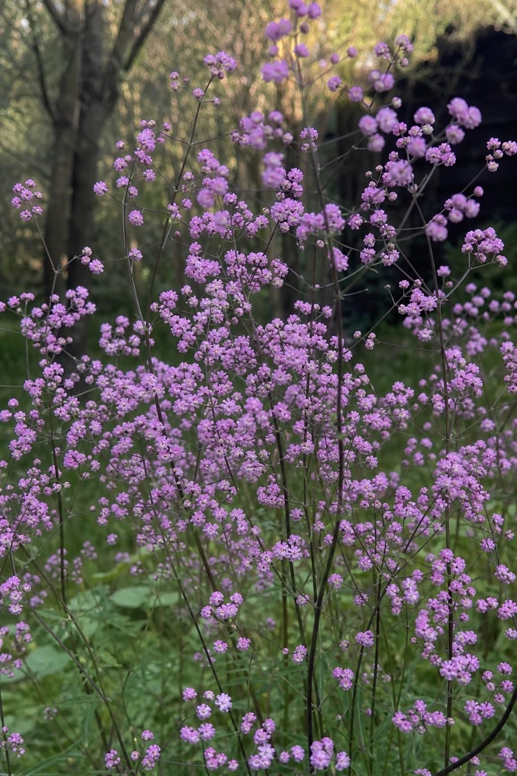 Thalictrum delavayi (Meadow Rue) – perennial garden photograph 3