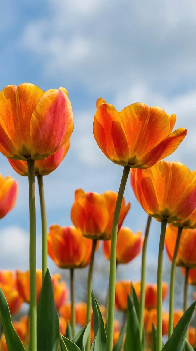 Tulipa 'Apeldoorn's Elite' (Tulip) - Harding & Bloom