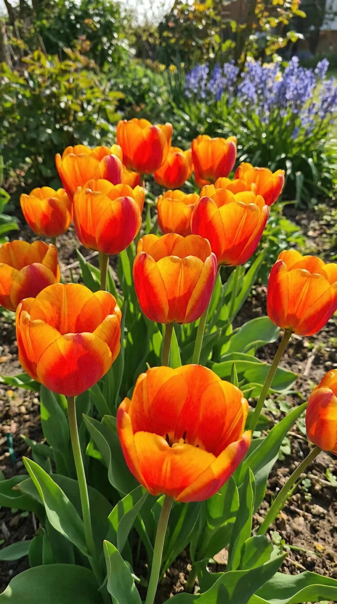 Tulipa 'Apeldoorn's Elite' (Tulip) - Harding & Bloom