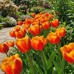 Tulipa 'Apeldoorn's Elite' (Tulip) - Harding & Bloom
