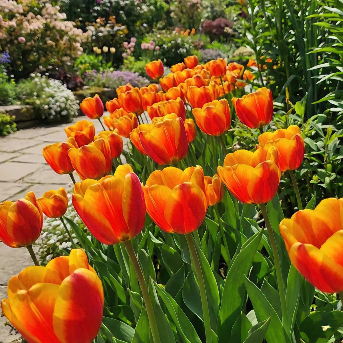 Tulipa 'Apeldoorn's Elite' (Tulip) - Harding & Bloom