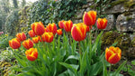 Tulipa 'Apeldoorn's Elite' (Tulip) - Harding & Bloom