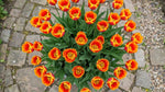 Tulipa 'Apeldoorn's Elite' (Tulip) - Harding & Bloom
