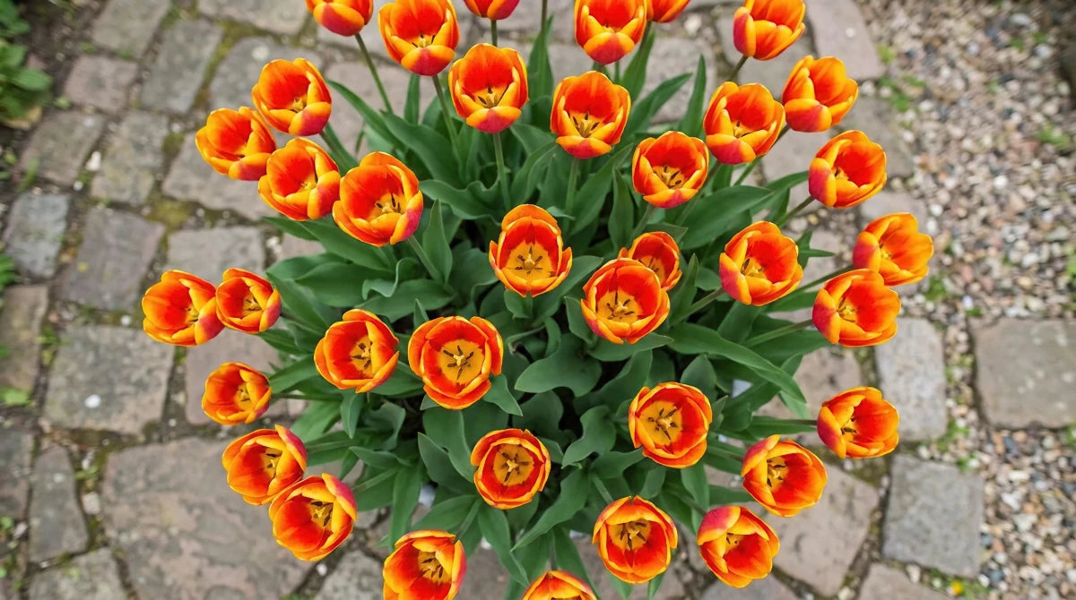 Tulipa 'Apeldoorn's Elite' (Tulip) - Harding & Bloom