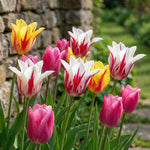 Tulipa 'Lily Flowering Mixed' (Tulip) - Harding & Bloom