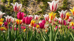 Tulipa 'Lily Flowering Mixed' (Tulip) - Harding & Bloom