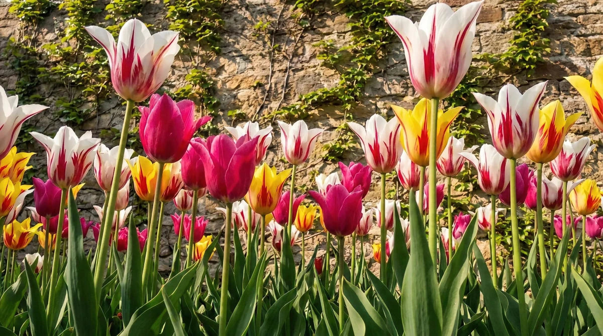 Tulipa 'Lily Flowering Mixed' (Tulip) - Harding & Bloom