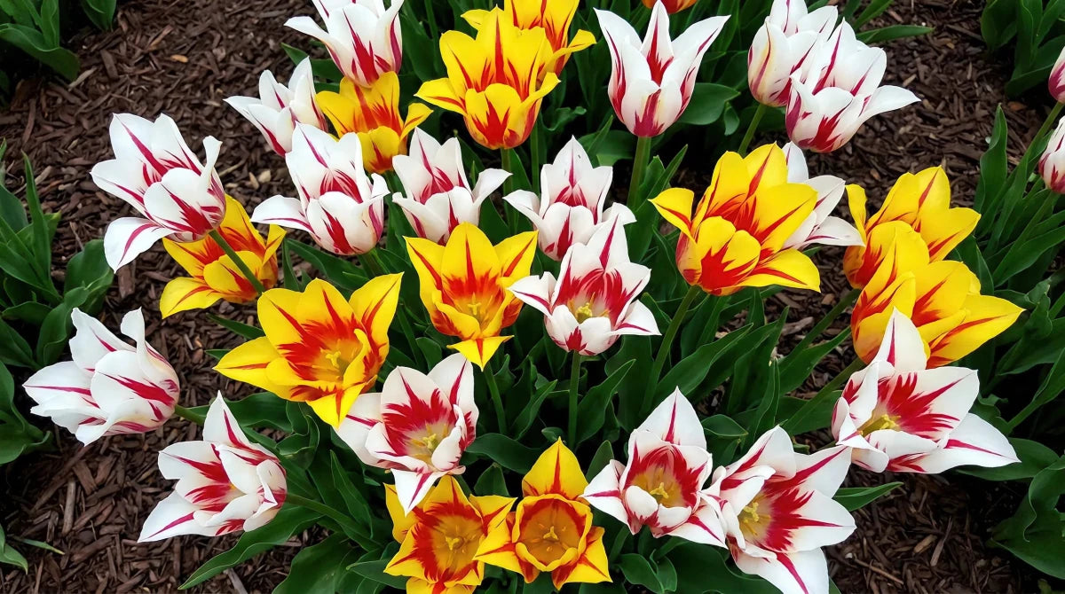 Tulipa 'Lily Flowering Mixed' (Tulip) - Harding & Bloom