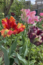 Tulip 'Parrot Mixed' - Harding & Bloom
