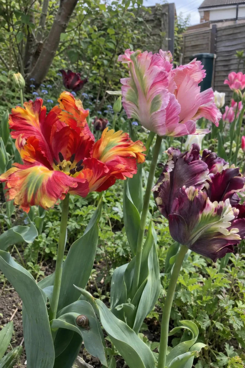 Tulip 'Parrot Mixed' - Harding & Bloom