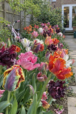 Tulip 'Parrot Mixed' - Harding & Bloom