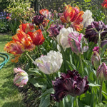 Tulip 'Parrot Mixed' - Harding & Bloom