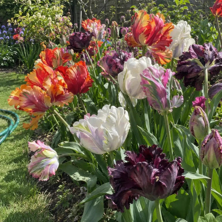 Tulip 'Parrot Mixed' - Harding & Bloom