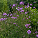 Verbena bonariensis - ‘Lollipop’ – perennial garden photograph 1
