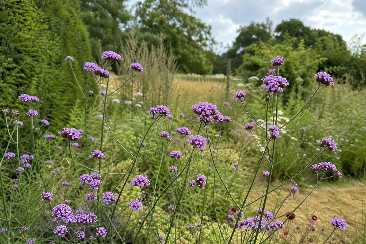 Verbena bonariensis - ‘Lollipop’ – perennial garden photograph 4