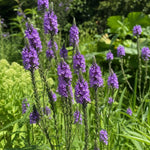 Verbena hastata - ‘Blue Spires’ – perennial garden photograph 1