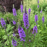 Verbena hastata - ‘Blue Spires’ – perennial garden photograph 2