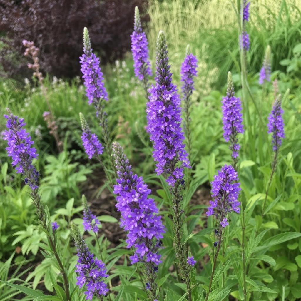 Verbena hastata - ‘Blue Spires’ – perennial garden photograph 2