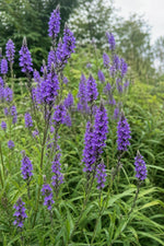 Verbena hastata - ‘Blue Spires’ – perennial garden photograph 3