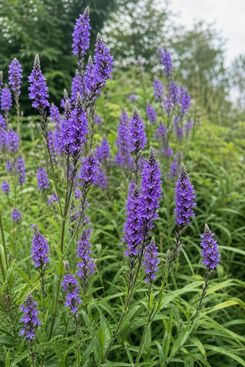 Verbena hastata - ‘Blue Spires’ – perennial garden photograph 3