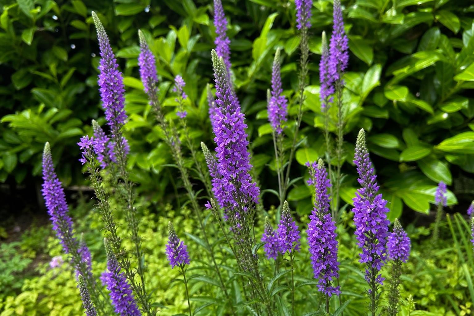 Verbena hastata - ‘Blue Spires’ – perennial garden photograph 4