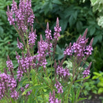 Verbena hastata - ‘Pink Spires’ – perennial garden photograph 1