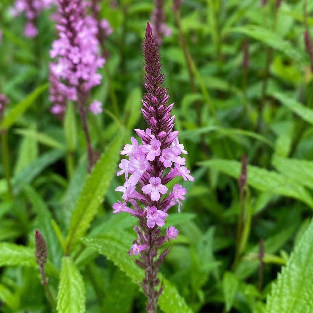 Verbena hastata - ‘Pink Spires’ – perennial garden photograph 2