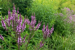 Verbena hastata - ‘Pink Spires’ – perennial garden photograph 4