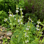 Verbena hastata - ‘White Spires’ – perennial garden photograph 1