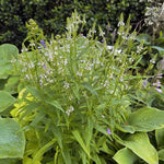 Verbena hastata - ‘White Spires’ – perennial garden photograph 2