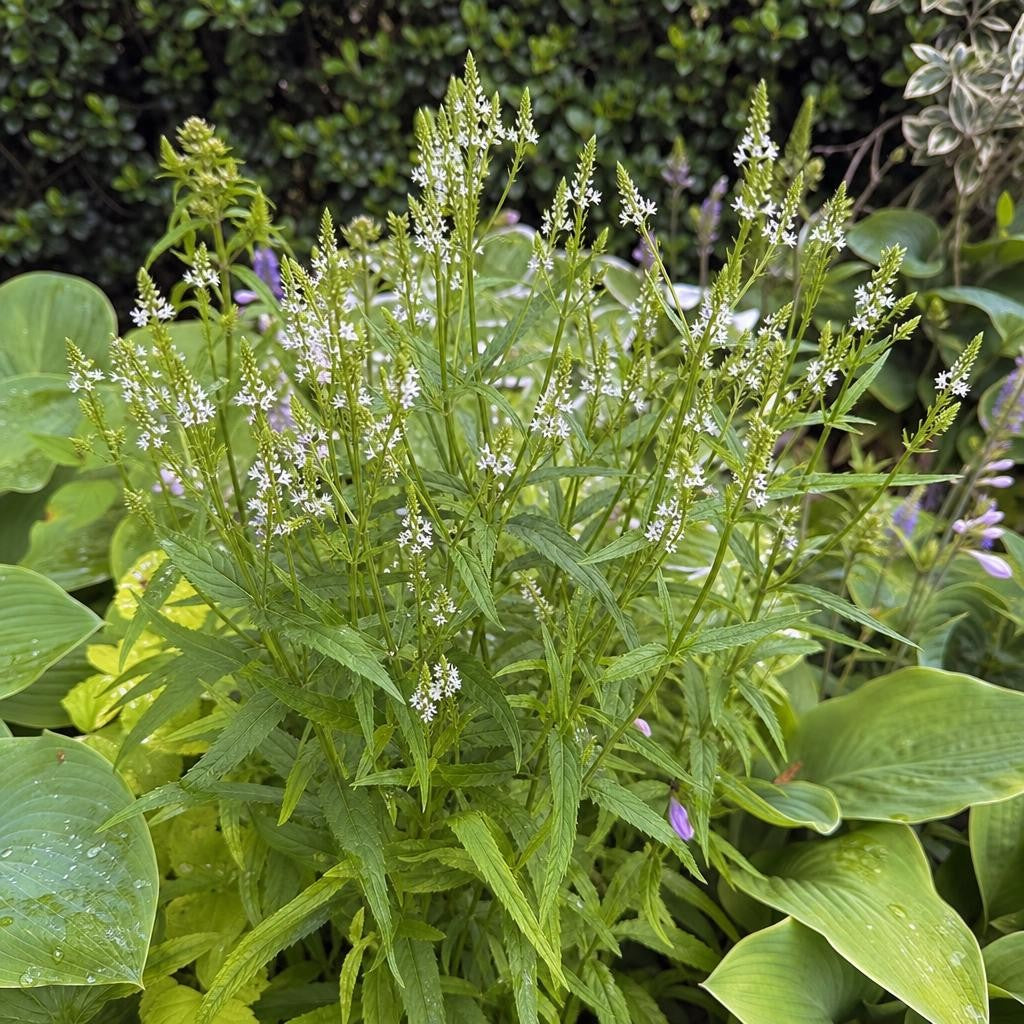 Verbena hastata - ‘White Spires’ – perennial garden photograph 2