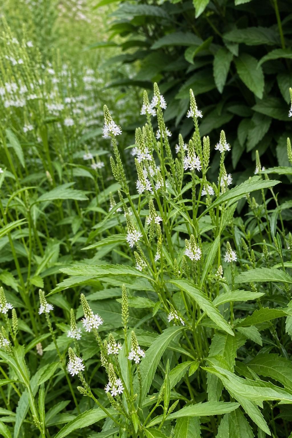 Verbena hastata - ‘White Spires’ – perennial garden photograph 3