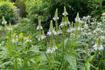 Verbena hastata - ‘White Spires’ – perennial garden photograph 4